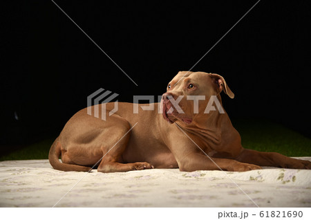 ピットブル 61821690