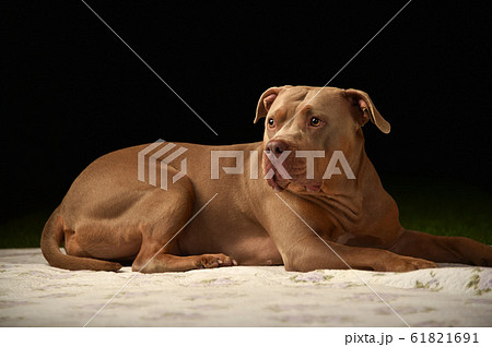 ピットブル 61821691