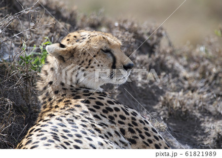 チーター 61821989