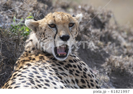 チーター 61821997
