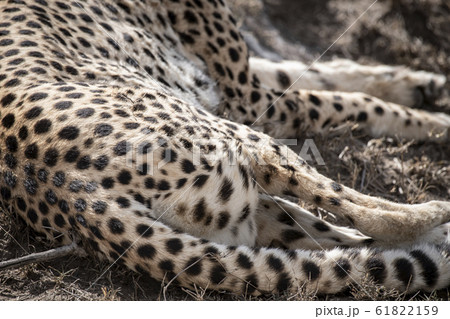 チーターの模様 61822159