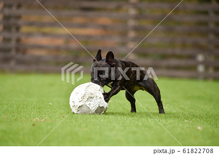 ドッグランで遊ぶフレンチブルドッグ 61822708