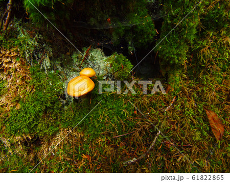 森に生えるきのこきのこ 61822865
