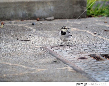 ハクセキレイ 61822866