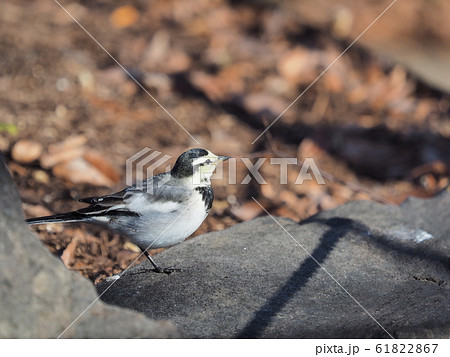 ハクセキレイ 61822867