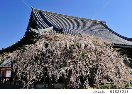 道成寺の桜 61823013