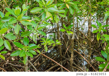 The Mangrove Tree (botanical name is Rhizophora Mangle) at Sea Shore. The Mangrove Tree (botanical name is Rhizophora Mangle) at Sea Shore. 61823053