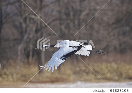 伊藤サンクチュアリから飛び立つタンチョウ(北海道・鶴居) 伊藤サンクチュアリから飛び立つタンチョウ(北海道・鶴居) 61823108