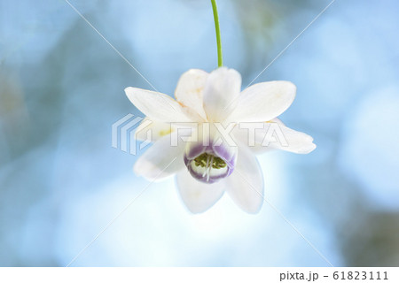 レンゲショウマ 61823111