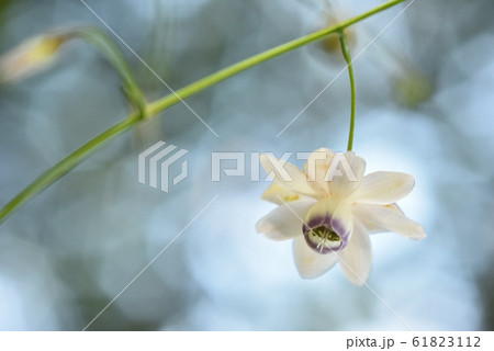 レンゲショウマ 61823112