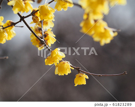 ロウバイ 61823289