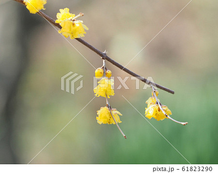 ロウバイ 61823290