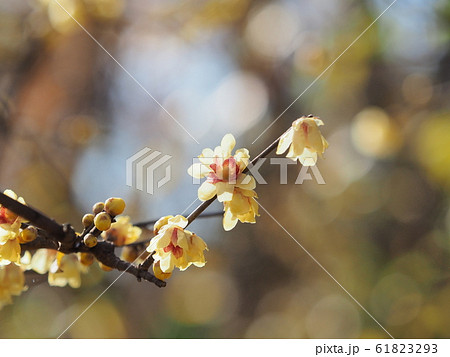 ロウバイ 61823293