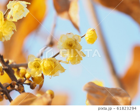 ロウバイ 61823294