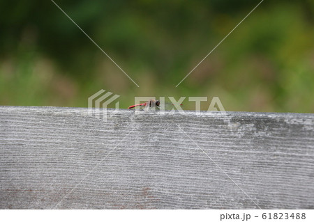 赤とんぼ 61823488