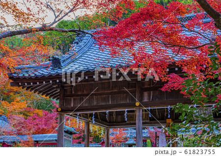 京都　秋の鍬山神社　 61823755
