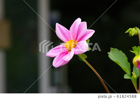 花びら 葉 ピンク 61824588