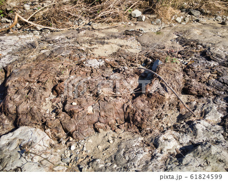 200万年前の奇跡の化石と浅川 化石の川 200万年前の奇跡の化石と浅川 化石の川 61824599