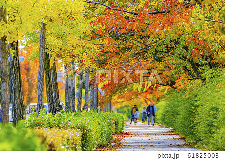 京都 秋の川端通り 京都 秋の川端通り 61825003