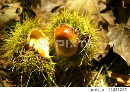 フル フルーツ 果物 61825297