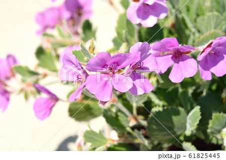 ゼラニューム 61825445