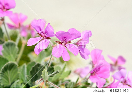 ゼラニューム 61825446