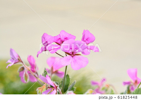 ゼラニューム 61825448