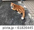 のらねこ 61826445