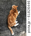 のらねこ 61826446