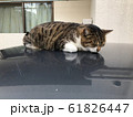 のらねこ 61826447
