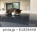 のらねこ 61826448