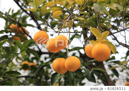 ナツミカン ナツミカン 61826511