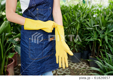 Florist putting on rubber gloves 61826657