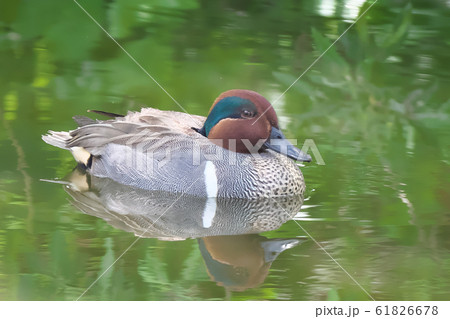 アメリカコガモの雄 61826678