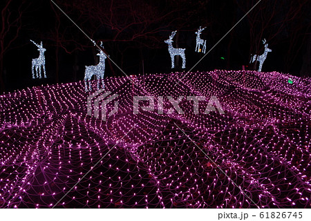 京都イルミエール15 61826745