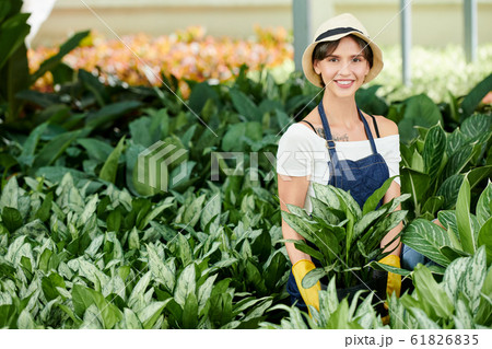 Female gardener planting flowers 61826835