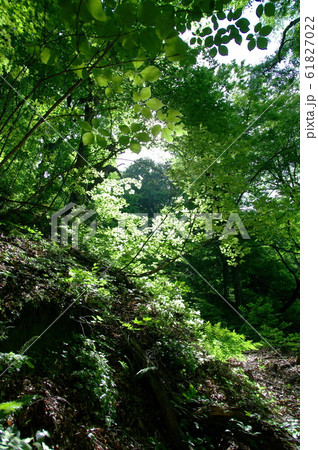 夏緑樹林の写真素材