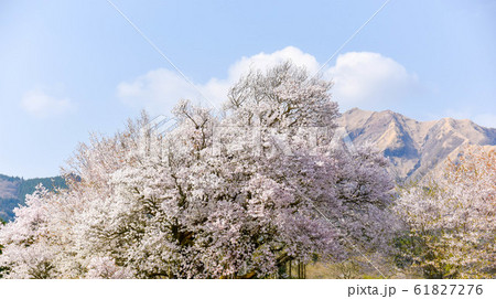桜　大自然に美しく満開する大櫻　樹齢400年以上　一心行の大櫻　Large cherry tree 61827276
