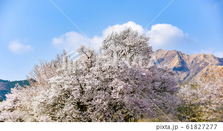 桜　大自然に美しく満開する大櫻　樹齢400年以上　一心行の大櫻　Large cherry tree 61827277