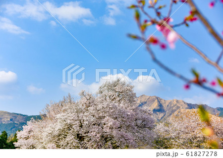 桜　大自然に美しく満開する大櫻　樹齢400年以上　一心行の大櫻　Large cherry tree 61827278