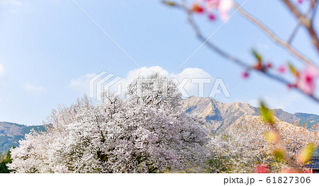 桜 大自然に美しく満開する大櫻 樹齢400年以上 一心行の大櫻 Large cherry tree 桜 大自然に美しく満開する大櫻 樹齢400年以上 一心行の大櫻 Large cherry tree 61827306
