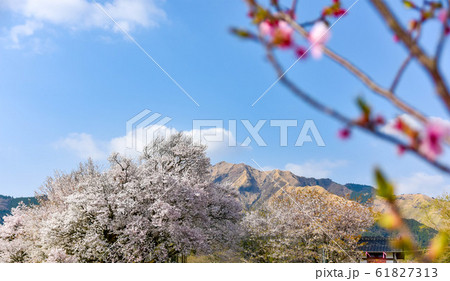 桜 大自然に美しく満開する大櫻 樹齢400年以上 一心行の大櫻 Large cherry tree 桜 大自然に美しく満開する大櫻 樹齢400年以上 一心行の大櫻 Large cherry tree 61827313