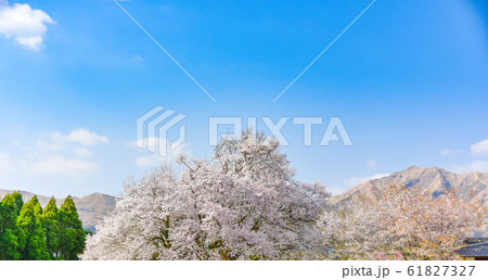 桜　大自然に美しく満開する大櫻　樹齢400年以上　一心行の大櫻　Large cherry tree 61827327
