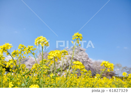 桜 大自然に美しく満開する大櫻 樹齢400年以上 一心行の大櫻 Large cherry tree 桜 大自然に美しく満開する大櫻 樹齢400年以上 一心行の大櫻 Large cherry tree 61827329