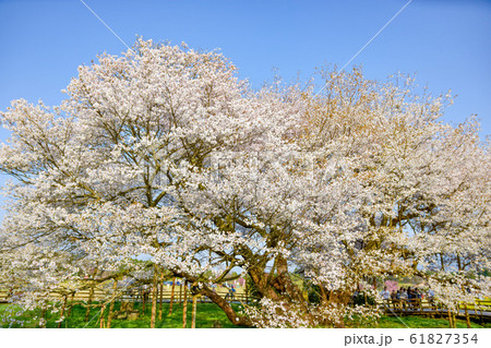 桜 大自然に美しく満開する大櫻 樹齢400年以上 一心行の大櫻 Large cherry tree 桜 大自然に美しく満開する大櫻 樹齢400年以上 一心行の大櫻 Large cherry tree 61827354