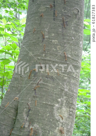 大量発生したマイマイガの幼虫の写真素材 6173