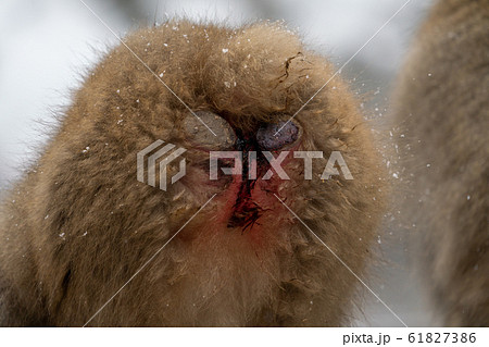 スノーモンキー　ニホンザルのお尻　地獄谷野猿公苑　長野 61827386