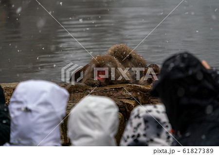 スノーモンキー ニホンザルを見る外国人観光客 地獄谷野猿公苑 長野 スノーモンキー ニホンザルを見る外国人観光客 地獄谷野猿公苑 長野 61827389