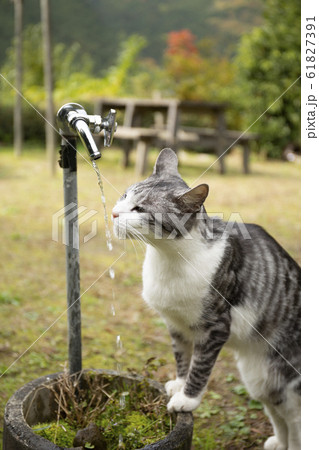 猫 61827391