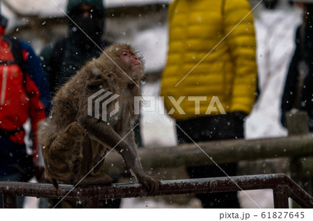 スノーモンキー　ニホンザル　地獄谷野猿公苑　長野 61827645